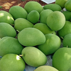 Premium GI-Tagged Ratnagiri Alphonso Mangoes  ...