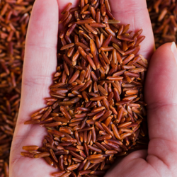 Naturally Grown Original Patni Red Rice – Tradit ...