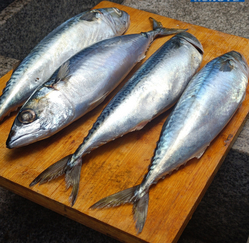 China New Arrival  Seafrozen Mackerel from YUNGER SEAFOODS LIMITED