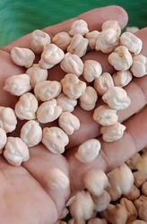 WHITE CHICKPEAS