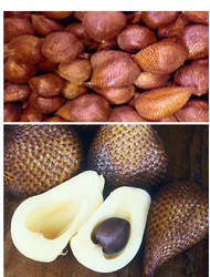 Snake fruit (Salacca Zalacca) from CV. STARINDO GEMILANG