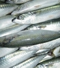 Seafood Trader in UAE