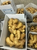 Fresh Ginger from China 